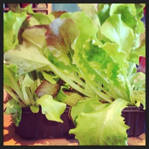 my windowsill living salad - best purchase from any supermarket EVER